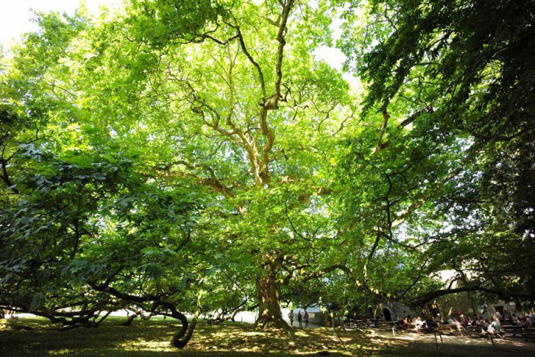 les arbres remarquables