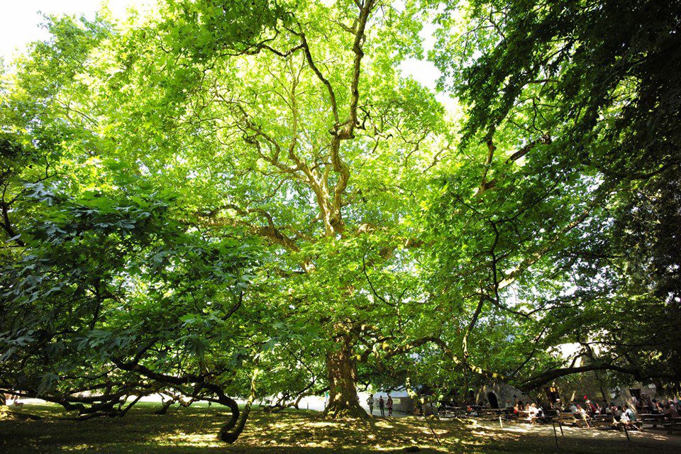 les arbres remarquables